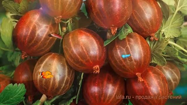 Крыжовник обыкновенная Куйбышевский ? обзор: как сажать, саженцы крыжовника Куйбышевский