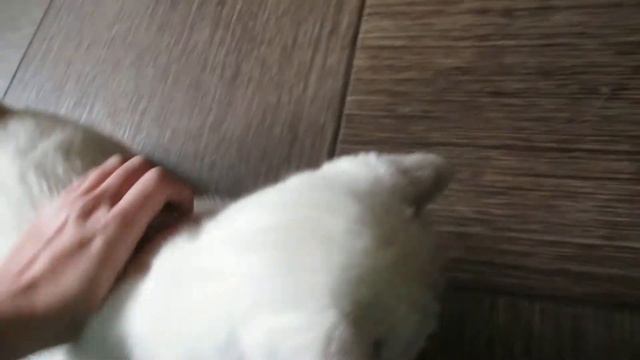 кот бегает за ногами смотреть онлайн