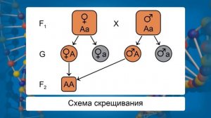 Решение генетических задач на моногибридное скрещивание. Видеоурок по биологии 10 класс