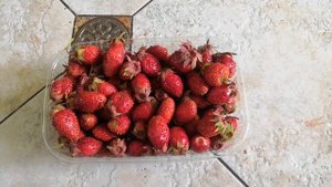 Земклуника Купчиха и клубника Мице Шиндлер