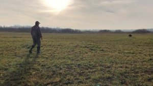 Послушание легавых собак в поле