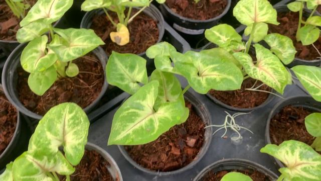 Syngonium Gold Allusion