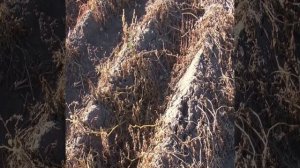 Машины для уборки картофеля, универсальный картофелеуборочный комбайн Колнаг