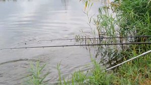 Давно я так не ловил КАРПА! "Петькина Речка". Раскрою секреты