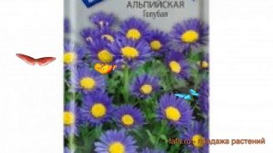 Астра альпийский Голубая (golubaya golubaya) ? астра Голубая обзор: как сажать семена астры Голубая