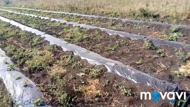 Клубника осенью. Крапо 10, мальга, верити, Монтерей, Шарлотта смотреть онлайн