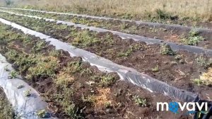Клубника осенью. Крапо 10, мальга, верити, Монтерей, Шарлотта