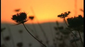 35. Самсон и Далила(Камиль Сен-Санс)