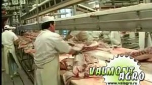 Первичная переработка свинины.