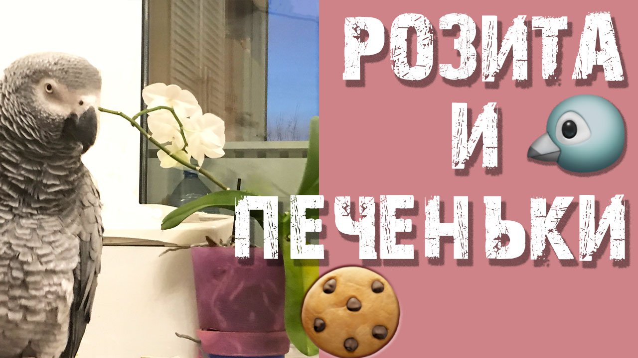 Попугай жако Розита и печеньки. Серия 2 "Все любят вкусняшки".