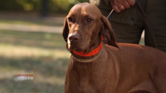 Охотничьи собаки. 9 серия. Венгерская выжла смотреть онлайн