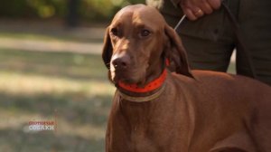 Охотничьи собаки. 9 серия. Венгерская выжла