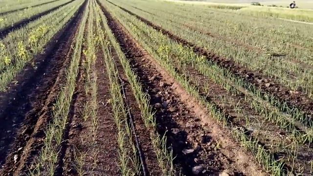 22 мая,6-ой полив лука смотреть онлайн