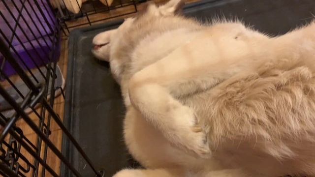 Хаски Сюся помогает мыть пол смотреть онлайн