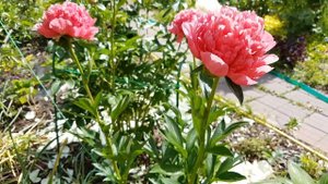 ПИОН  ЛОРЕЛЕЙ (PEONY LORELEI)