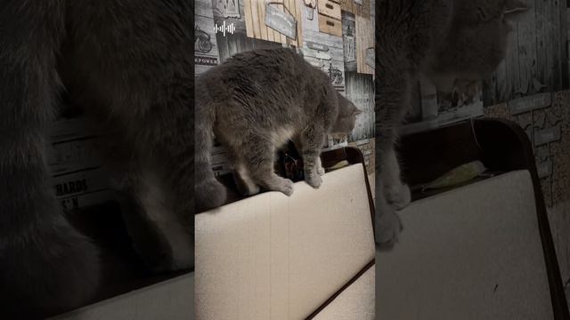 Кот Пуша