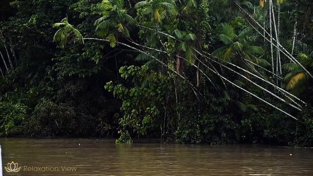 Healing Forest - Soothing Pan Flute songs. Birds & wild sounds from Amazon. Relax and Meditation. смотреть онлайн