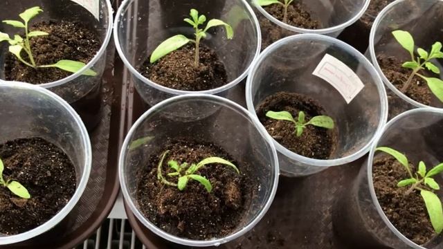 Чем подкормить томаты для получения крепкой и толстой рассады