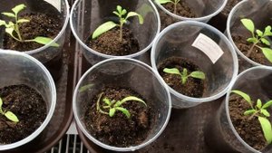 Чем подкормить томаты для получения крепкой и толстой рассады