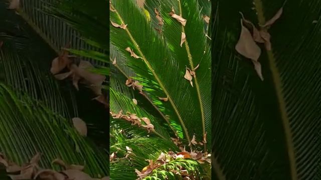 Чудо чудное,диво дивное.Плоды вижу впервые в жизни?? смотреть онлайн