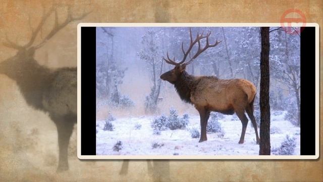 Арсеньев. Наследие. Изюбрь смотреть онлайн