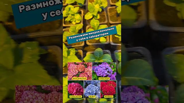 Малютки-гортензии, которые размножаем у себя в лаборатории #гортензия#питомникрастений