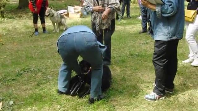 Тест Т1 РКФ 1 смотреть онлайн