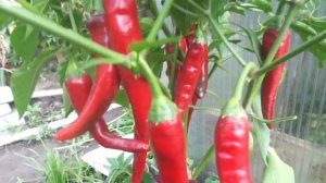 ОСТРЫЙ ПЕРЕЦ ЦИКЛОН - КОМПАКТНЫЙ И ОЧЕНЬ ДЕКОРАТИВНЫЙ. Ольга Чернова.