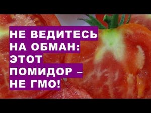 Не позволяйте себя обманывать: эти томаты - НЕ ГМО!