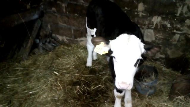 Быки симменталы