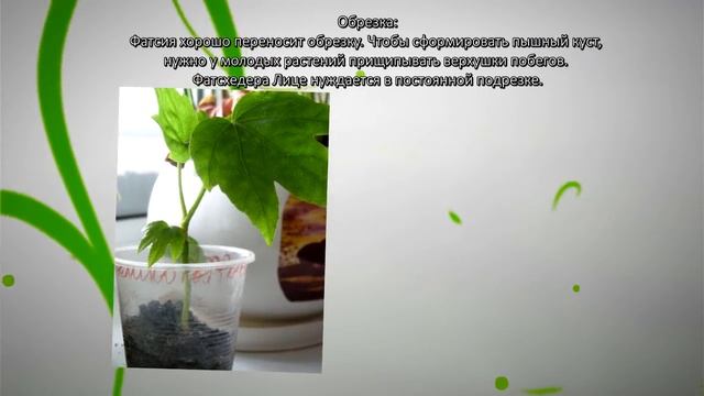 Уход за фатсией смотреть онлайн