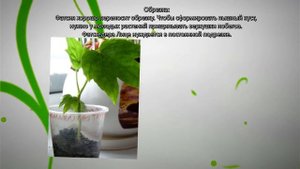 Уход за фатсией