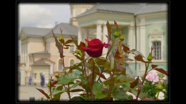 25. Да будет воля Твоя смотреть онлайн