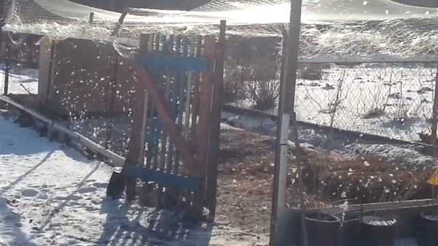 Содержание гусей зимой. Гуси на прогулке. смотреть онлайн