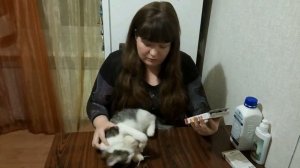 Как избавиться от блох в домашних условиях