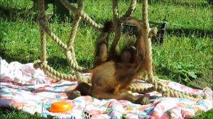 Знакомьтесь! Малышка Джулия. Дочь орангутанов Бату и Мишель  14.07.2020