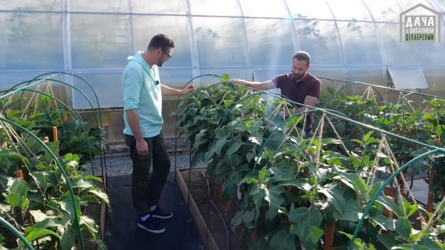 ПАРТНЕР БАКЛАЖАН ВИТАЛИК F1, Партнер Баклажан АНДРЮША F1 смотреть онлайн