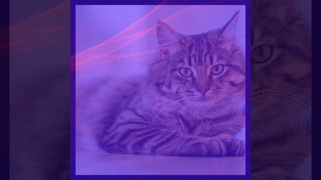 Впечатление (Милые кошки) смотреть онлайн