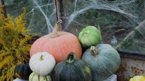 Как ускорить созревание тыквы?