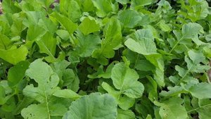 Черная редька Посадка и Уход.  Простые правила выращивание редьки с отличным результатом.