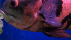 Астронотус, что за болезнь?