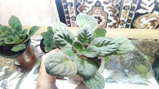 Как эффективно бороться с клещом на фиалках  Сделайте так и клещ уйдет