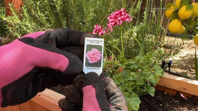 Flower Gardening at Home