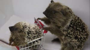 Ежики семья. Реалистичные игрушки 2018 год