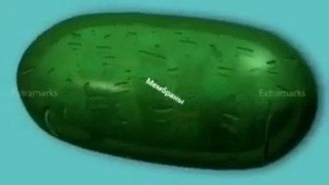 Строение хлоропласта 3