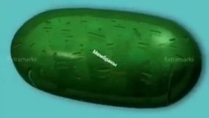 Строение хлоропласта 3