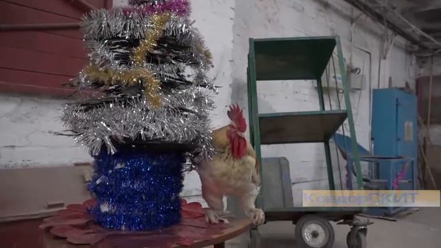 Петух задиристый смотреть онлайн