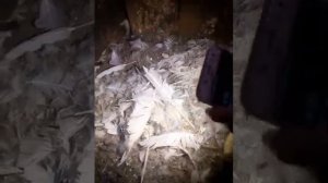 Проверяем гусиные яйца в гнезде на неоплод с помощью смартфона. Овоскопирование гусиных яиц дома.