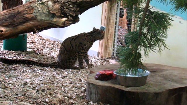 Мраморный кот не дождался подружку. 15.02. 21 г. смотреть онлайн