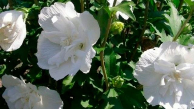 Правда ли , что гибискус или китайскую розу называют цветком смерти? смотреть онлайн